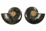 Cut/Polished Ammonite Fossil - Unusual Black Color #132565-1